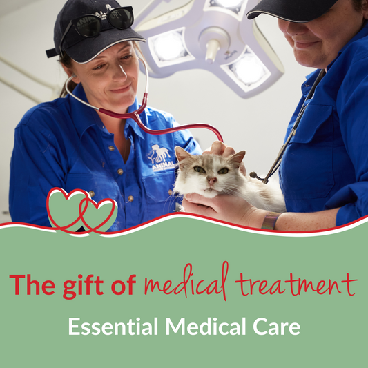 Essential Medical Care for Puppies and Kittens