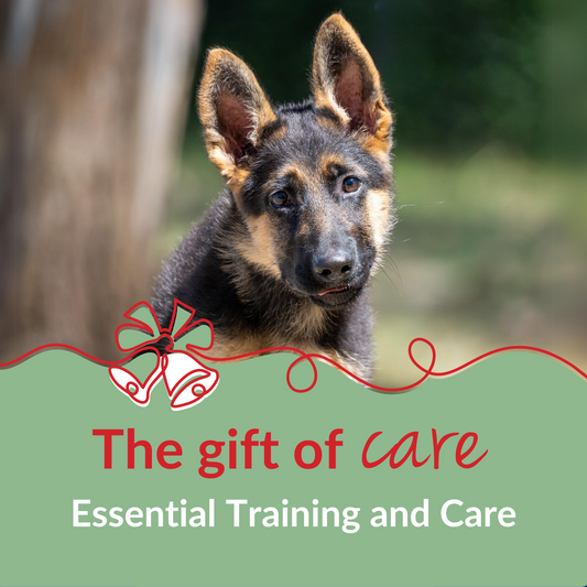 Essential Training and Care for Dogs